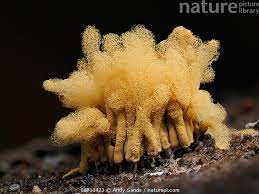 Attēlu rezultāti vaicājumam “Heterotrichia obvelata (syn. Arcyria obvelata) spores”