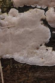 Attēlu rezultāti vaicājumam “Cinereomyces lindbladii”