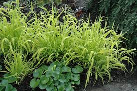 Attēlu rezultāti vaicājumam “Milium effusum”