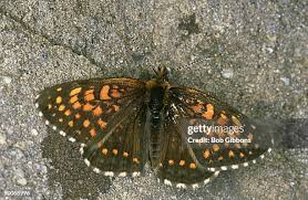 Attēlu rezultāti vaicājumam “Melitaea diamina underside”