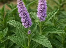 Attēlu rezultāti vaicājumam “Mentha longifolia”
