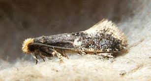 Attēlu rezultāti vaicājumam “Monopis weaverella”