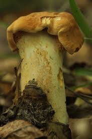 Attēlu rezultāti vaicājumam “Hydnum sp.”