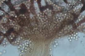 Attēlu rezultāti vaicājumam “Cribraria ferruginea”