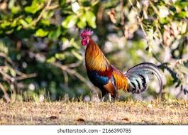 Attēlu rezultāti vaicājumam “Gallus male”