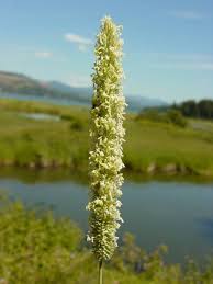 Attēlu rezultāti vaicājumam “Phleum pratense”