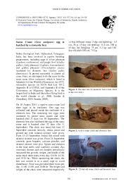 Attēlu rezultāti vaicājumam “Grus grus eggs”