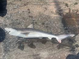 Image result for Carcharhinus plumbeus