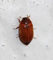 Attēlu rezultāti vaicājumam “Attagenus smirnovi”