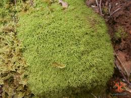 Attēlu rezultāti vaicājumam “Tortella tortuosa”