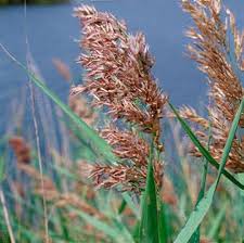 Attēlu rezultāti vaicājumam “Phragmites communis flower”