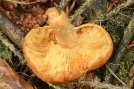 Attēlu rezultāti vaicājumam “Gymnopilus sapineus”