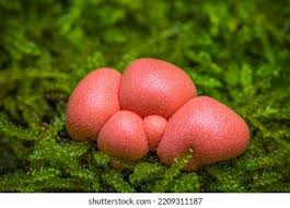 Attēlu rezultāti vaicājumam “Lycogala flavofuscum”