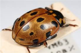 Attēlu rezultāti vaicājumam “Anatis ocellata”