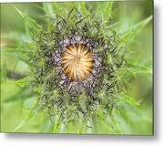 Attēlu rezultāti vaicājumam “Carlina vulgaris”