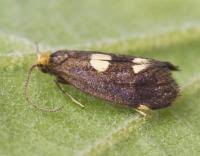 Attēlu rezultāti vaicājumam “Incurvaria oehlmanniella”