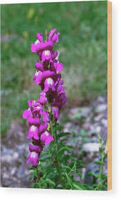 Attēlu rezultāti vaicājumam “Antirrhinum majus”