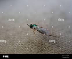 Attēlu rezultāti vaicājumam “Torymidae”