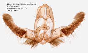 Attēlu rezultāti vaicājumam “Eudemis porphyrana”