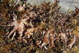 Attēlu rezultāti vaicājumam “Peltigera polydactylon”