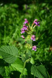 Attēlu rezultāti vaicājumam “Galeopsis bifida flower”
