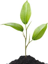 Image result for Jleqdmoz