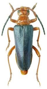 Attēlu rezultāti vaicājumam “Rhamnusium bicolor”