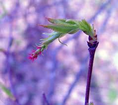 Attēlu rezultāti vaicājumam “Carpinus betulus female flower”
