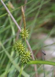Attēlu rezultāti vaicājumam “Carex viridula”