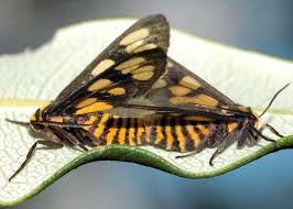 Attēlu rezultāti vaicājumam “Arctiidae”