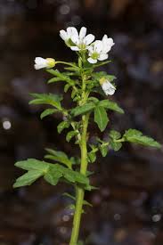 Attēlu rezultāti vaicājumam “Cardamine amara”