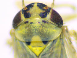 Attēlu rezultāti vaicājumam “Macrosteles sp. imago”