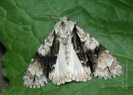 Attēlu rezultāti vaicājumam “Acronicta alni larva”