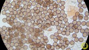 Attēlu rezultāti vaicājumam “Physarum leucopus spores”