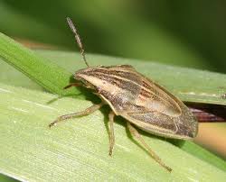 Attēlu rezultāti vaicājumam “Aelia acuminata”