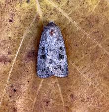 Attēlu rezultāti vaicājumam “Caradrina morpheus”