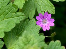 Attēlu rezultāti vaicājumam “Geranium pyrenaicum”