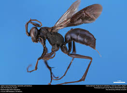 Attēlu rezultāti vaicājumam “Pompilidae”