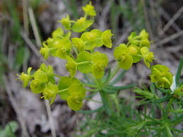 Attēlu rezultāti vaicājumam “Euphorbia cyparissias flower”