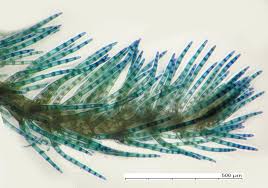 Attēlu rezultāti vaicājumam “Blepharostoma trichophyllum sporophyte”