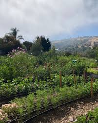 Image result for Alonsoa liniflora