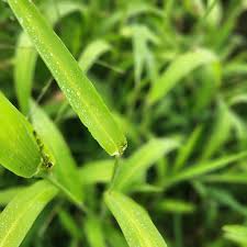 Attēlu rezultāti vaicājumam “Corynephorus canescens leaf”