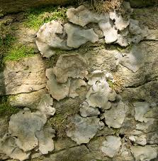 Attēlu rezultāti vaicājumam “Dermatocarpon luridum”