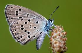 Attēlu rezultāti vaicājumam “Maculinea alcon”