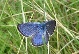 Attēlu rezultāti vaicājumam “Maculinea alcon underside”