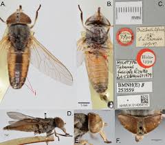 Attēlu rezultāti vaicājumam “Atylotus sp.”