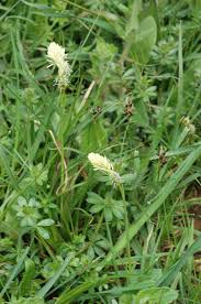 Attēlu rezultāti vaicājumam “Carex caryophyllea flower”