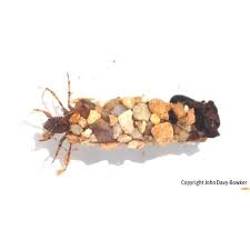 Attēlu rezultāti vaicājumam “Limnephilus larva”