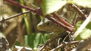 Attēlu rezultāti vaicājumam “Lacerta agilis male”