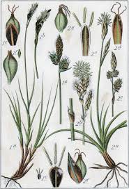 Attēlu rezultāti vaicājumam “Carex montana”